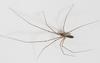 Aussie Spider