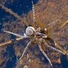 Aussie Spider