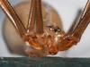Aussie Spider