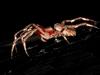 Aussie Spider