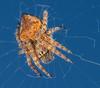 Aussie Spider