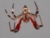 Aussie Spider