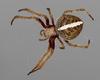 Aussie Spider