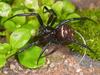 Aussie Spider