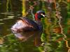 Australian grebe