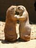 Cuties - prairie dogs