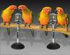 Cuties - parrots