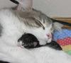 Cuties - cat and kitten
