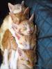 Cuties - kittens