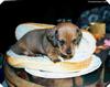 Cuties - puppy