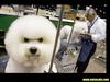 Cuties - puppy