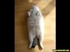 Cuties - fat cat
