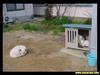 Cuties - dog and cats