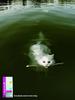 Cuties - swimming cat