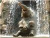 Elephant Shower