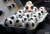 Soccer Chick