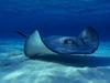 Under The Sea - Ray