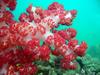 Under The Sea - Coral