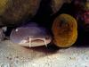 Under The Sea - shark and green moray eel