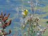 American Goldfinch