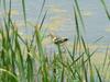 Avocet