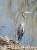 Blue Heron