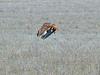 Red Tailed Hawk taking flight