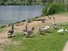Locals at Corn Lake