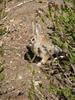 Cottontail
