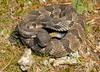 Timber Rattlesnake (Crotalus horridus)