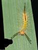 White-Marked Tussock Moth (Orgyia leucostigma) 2