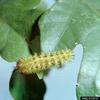 Io moth (Automeris io) larva