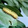 Io moth (Automeris io) larva