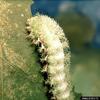 Io moth (Automeris io) larva