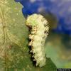 Io moth (Automeris io) larva