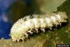 Io moth (Automeris io) larva