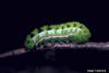 Io moth (Automeris io) larva