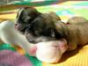 Puppies