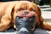 Shoe Dog