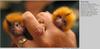 Baby Golden Lion Tamarins