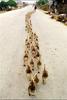 Goose Parade