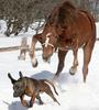 Dog Run? Horse Run?