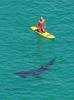 Surfer and Shark