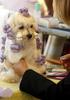 Why Dogs Hate Owners