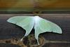 Actias gnoma (long-tailed greenish silk moth)
