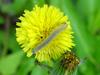 Larva on dandelion