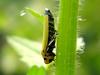 Bothrogonia japonica (Black-tipped leafhopper)