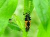Ladybug's larva feeding on aphids