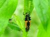 Ladybug's larva feeding on aphids