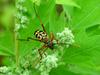 Leptura arcuata (Yellow-banded Longicorn Beetle)